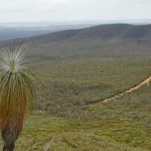 Kingia australis, Stirling Range